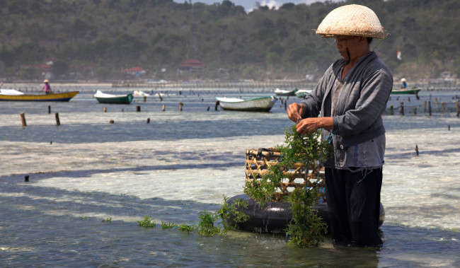 Rahasia Kulit Lembap dan Awet Muda dengan Rumput Laut