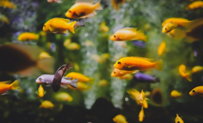 6 Tips Sederhana Merawat Ikan Hias Saat Pulang Mudik Lebaran
