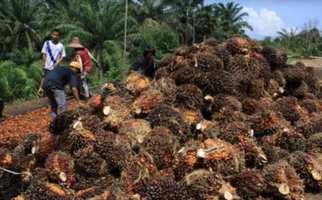 Ditutup 24 Mei 2024, Wajib Tahu Enam Kriteria Penerima Beasiswa Sawit