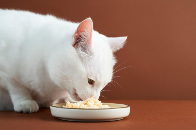 Intip, 6 Jenis Makanan Sehat untuk Kucing
