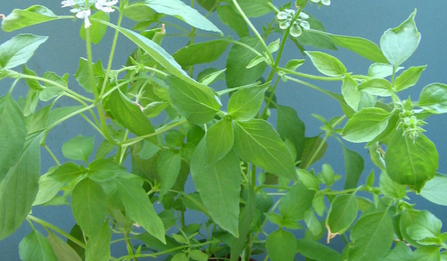 Potensi Daun Kemangi sebagai Serum dan Gel Alami untuk Mengatasi Jerawat