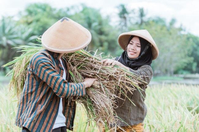 Petani di Kabupaten Lebak Meraup Untung Rp42 Juta dari Panen Padi Mei 2024