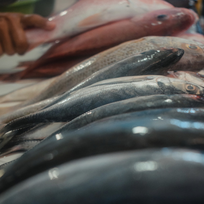 Ternyata Ikan Labuan Bajo Menjadi Primadona Untuk Malaysia dan Singapura