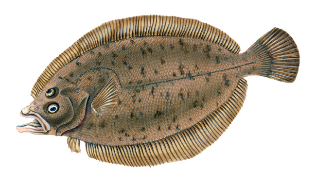 Fakta Tentang Flatfish atau Ikan Sebelah dan Hanya Punya Mata di Satu Sisi