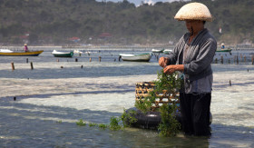 INFO- Rahasia Kulit Lembap dan Awet Muda dengan Rumput Laut (Sumber: https://id.wikipedia.org/)