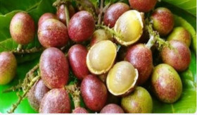 BUAH MATOA - Matoa buah tropis asal Papua, punya banyak manfaat bagi kesehatan dan rasanya yang unik. - Foto dok. dinpertanpangan.demakkab.go.id.
