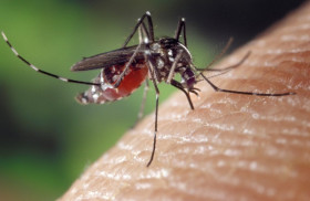 NYAMUK DBD - Ilustrasi nyamuk dengue menghisap darah. Kemenkes melaporkan sebanyak 475 meninggal akibat DBD. Ilustrasi/Pixabay.