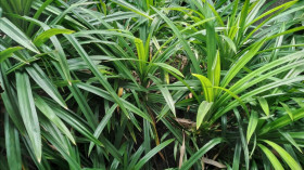 INFO- Manfaat Masker Daun Pandan Wangi untuk Perawatan Kulit Wajah Kering (Sumber: https://gdm.id/)