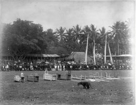 Tradisi rampogan macan. – Ilustrasi Harimau keluar dari kendang kecil. Sejarah tradisi rampogan macan pada era kolonial.- Ilustrasi TROPENMUSEUM/commons.wikimedia