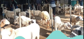 Jual hewan kurban kambing di pasar hewan untuk kebutuhan Idul Adha. @pasarhewan_kab.bandung.