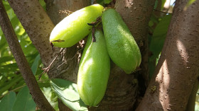 PERAWATAN- Manfaat Masker Belimbing Wuluh dan Minyak Zaitun untuk Perawatan Kulit Wajah (Sumber: https://id.wikipedia.org/)