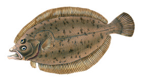 FAKTA FLATFISH - Flatfish bukan hanya memiliki bentuk yang unik, tapi juga banyak fakta unik lainnya. - Foto ilustrasi Pixabay/Vizetelly.