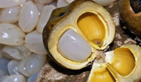 MANFAAT BUAH LONTAR - Buah lontar menyimpan banyak manfaat bagi kesehatan tubuh, meskipun sudah mulai langka. -Ilustrasi/umsu.ac.id.