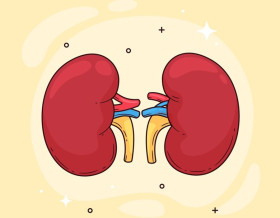 KENALI PENYEBAB GAGAL GINJAL - Ilustrasi ginjal. Berikut jenis gagal ginjal hingga ciri-cirinya. (Foto: Freepik).