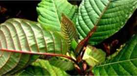 Ilustrasi daun kratom. Simak penjelasan mengenai manfaat daun kratom hingga efek sampingnya. Dok: BNN.