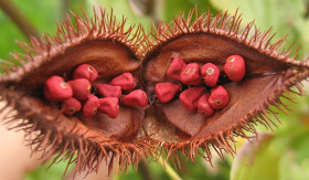 INFO- Pewarna Alami dalam Kosmetik untuk Lipstik: Cantik, Aman, dan Beragam Warna! (Sumber: https://id.wikipedia.org/)