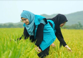 BEASISWA DESAMIND UMS -Ilustrasi wanita sedang aktivitas di sawah. Pendaftaran dan keuntungan beasiswa Desamind di UMS -Ilustrasi/ums.ac.id.