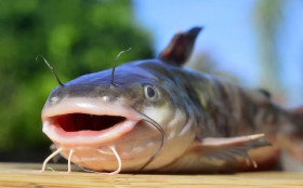 Ikan lele/foto : Istimewa