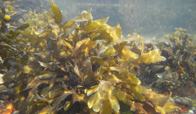 TIPS- Rahasia Rumput Laut: Solusi Alami untuk Kulit Sehat Bebas Masalah (Sumber: https://id.wikipedia.org/)