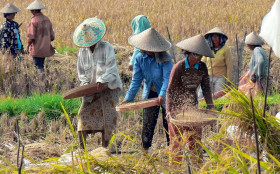 Ilustrasi petani panen padi di sawah - Terkait kebijakan pemerintah impor beras sampai 3,6 juta ton diharapkan lebih memperhatikan petani. (Pixabay).