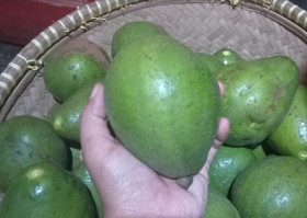 TINGKATKAN KUALITAS MAKAN - Ilustrasi buah alpukat. Dalam sebuah penelitian menemukan bahwa mengonsumsi alpukat setiap hari dapat meningkatkan kualitas makan. Tim AyoBacaNews.com.