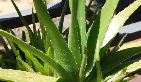 INFO- Rahasia Daun Lidah Buaya: Khasiat Luar Biasa untuk Kulit, Kesehatan, dan Kecantikan (Sumber: https://su.wikipedia.org/)